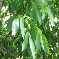 قیمت درخت گردو چندلر ژنوتیپ 09121270623