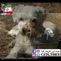 میخوایم كه باشن