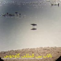 پرنده ای در تالاب بین المللی گاوخونی