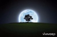 تصنیف قدیمی مرغ شب