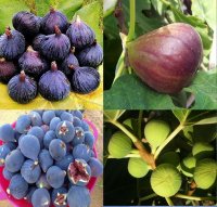 خرید بهترین درخت انجیر گلابی سفید 09120398417