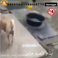 به حیوانات اگر میتوانیم غذا برسانیم . اگر نمیتوانیم آزا