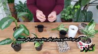 آموزش باغبانی -   روش سخت اما پرثمر تکثیر گیاه آگلونما