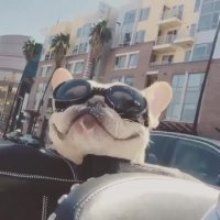 کلیپ سگ بامزه