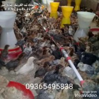 مزرعه پرورش جوجه مرغ بومی پونک طیور ورامین