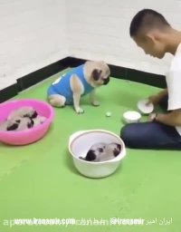 این سگه واقعاً عجیب‌ترین و باهوش‌ترین حیوونیه که تا حالا دیدم