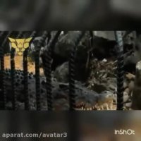 حمله تمساح به انسان حوادث خطرناک