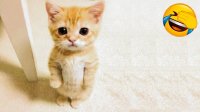 کلیپ خنده دار جدید از گربه ها