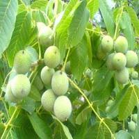 قیمت نهال گردو چندلر دیرگل 09121270623