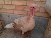 خرید و فروش تخم نطفه دار غاز و بوقلمون