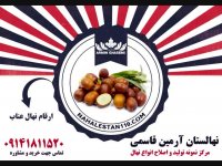 خرید نهال عناب 09141811520