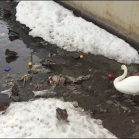 کلیپ حرکت انسانی یک قو