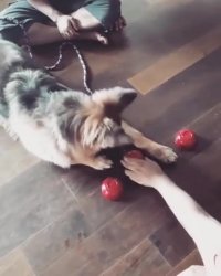 بازی با سگ باهوش