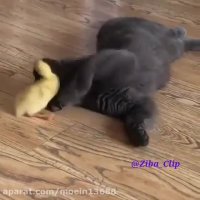 دوستی گربه و اردک