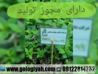 فروش انواع نهال 09122814232