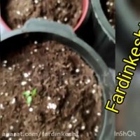 بهترین روش کاشت پاپایا