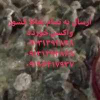 فروش ویژه و عمده جوجه کبک یک روزه و پانزده روزه