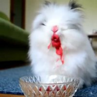 خرگوش بامزه