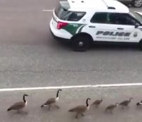 اینم از برخورد زیبا با حیوانات