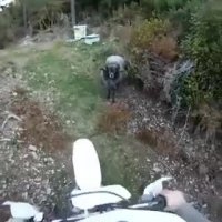 کلیپهای خنده دار اینستا ... بز وحشی