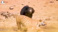 حیوانات وحشی - مستند زیبا از نبرد خرس با ببر های وحشی
