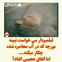 مورچه گرفتار شده در اب (خداوند مهربان هست، برگی برای کمک به مورچه میفرسته)