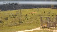 LIVE: Elephants Hang Out During Solar Eclipse | The Dodo