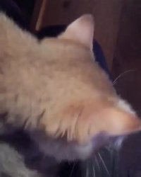 گربه بامزه!