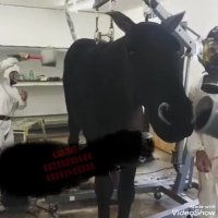 دستگاه مخمل پاش /مخملپاش کارینو فلوک 02136472306