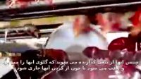 کشتار وحشتناک حیوانات / گوشتی که بدست ما می رسد!!