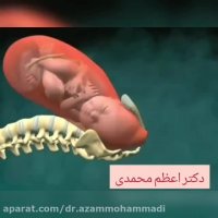 فیلم شماتیک زایمان طبیعی