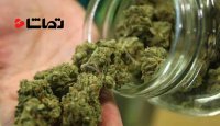 صرف ماری جوآنا در جوانی احتمال اعتیاد به مواد مخدر را افزایش می دهد