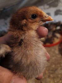 جوجه گلپایگانی