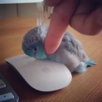 خواب راحت روی ماوس