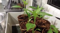 2017 Chilli Pepper Growing Timelapse ep 3