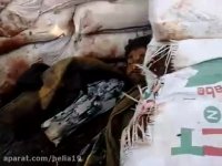 خال هندی کاشته شده توسط بچه های فاطمیون