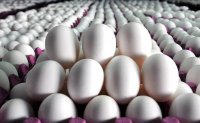 مشکلی برای تامین تخم مرغ مورد نیاز بازار وجود ندارد