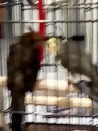 طوطی های من