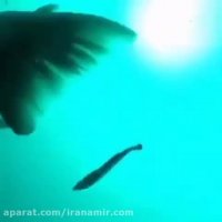 این واقعا حیرت انگیزه، تا حالا چنین موجودی دیده بودید؟ #ماهی