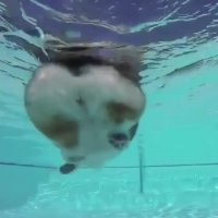 شنای سگ چاقالو