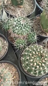 ژمینو های مادری  ابلق