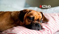 وقتی سگ ها تسلیم خواب می شوند