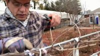 آموزش ونگهداری هرس درخت انگور در زمستان 