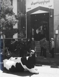 ماجرای گاوی که خبرساز شد!