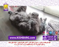 سگ مهربان،پت شاپ حیوانات،سگ با وفا،نگهداری سگ،پانسیون حیوانات
