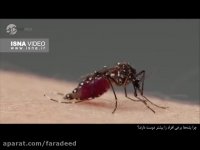 چرا پشه برخی افراد را بیشتر نیش می زند؟