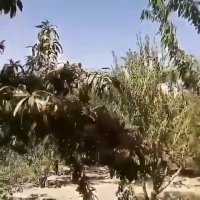 نهال بادام آذر - رقمی دیرگل و مناسب برای مناطق سردسیر