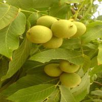 درخت گردو پکان زودبازده  09120460354