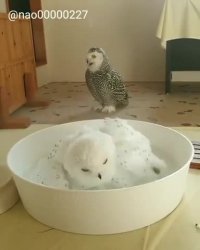 Owl taking a bath - 1008257