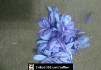 چرا کسب و کار کاشت و پرورش زعفران پیشنهاد میشه